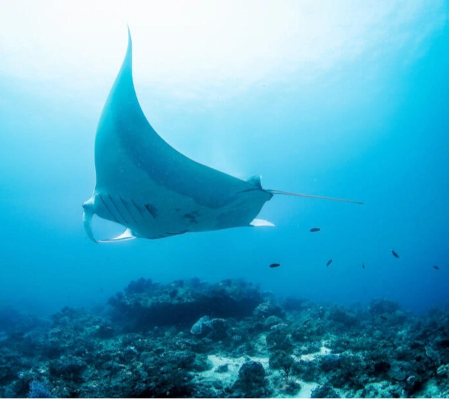 RAJA AMPAT DALIŞ TURU