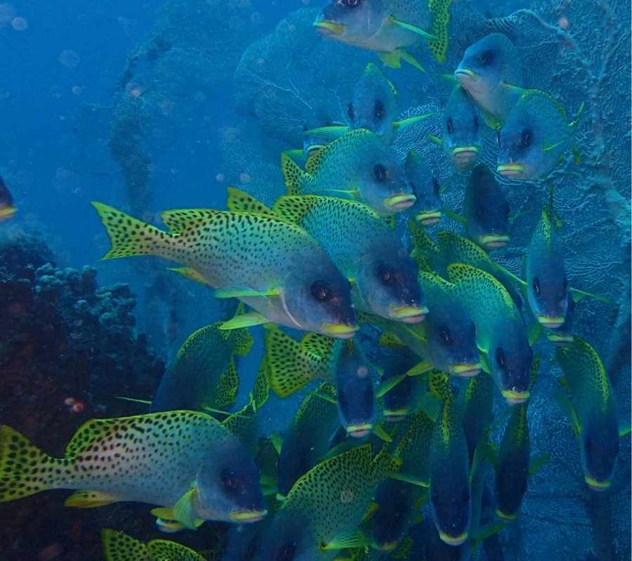 Madagaskar Dalış Turu