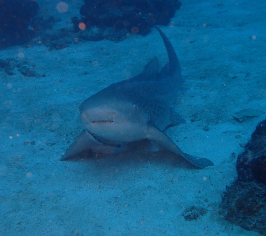 Madagaskar Dalış Turu