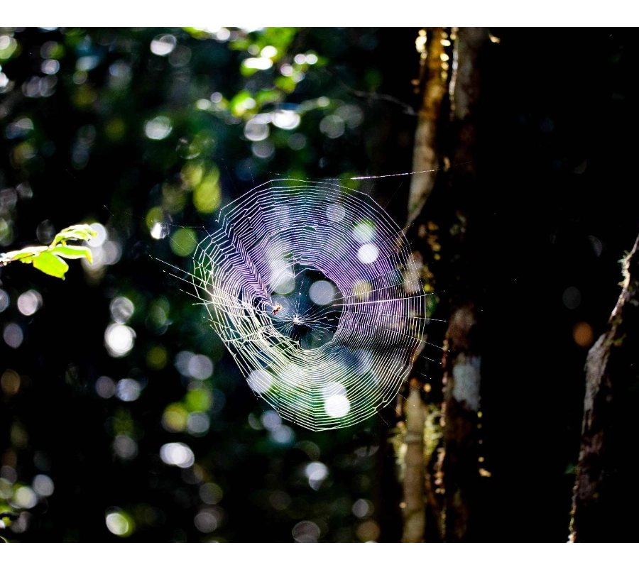 Madagaskar Dalış Turu