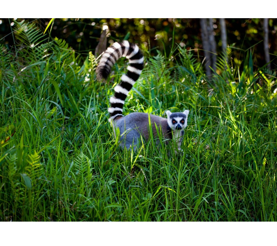 Madagaskar Dalış Turu 2027 - Fotoğraf 3
