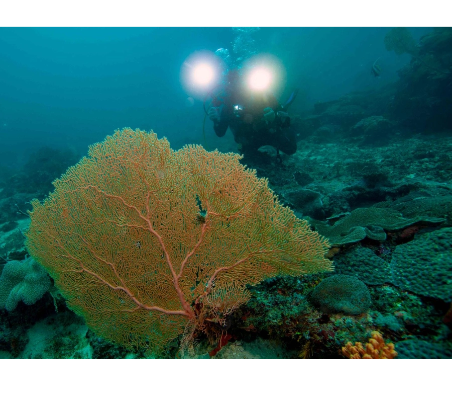 Madagaskar Dalış Turu