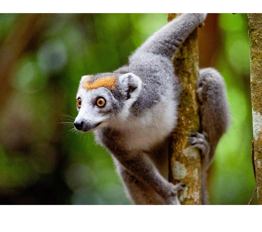 Madagaskar Dalış Turu
