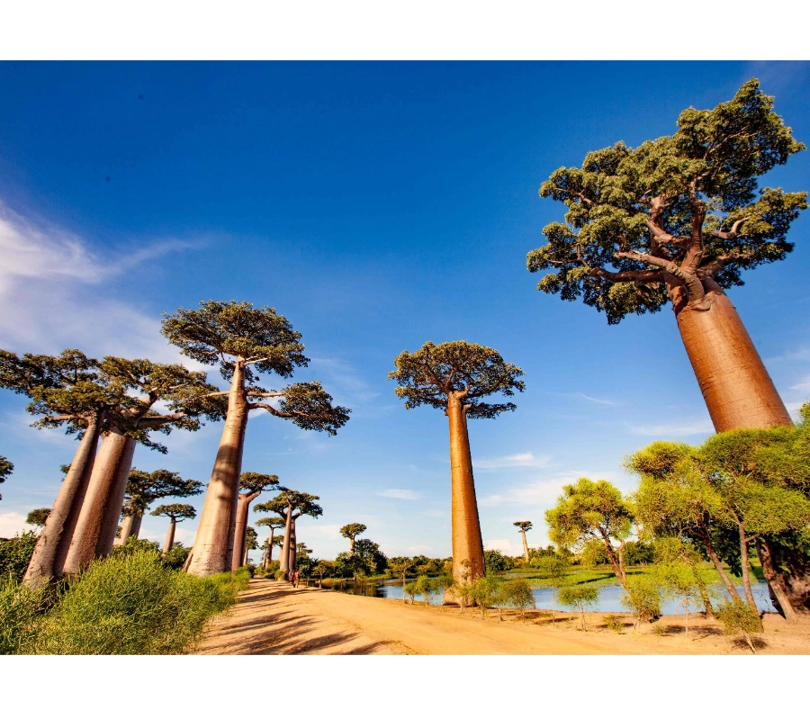 Madagaskar Dalış Turu