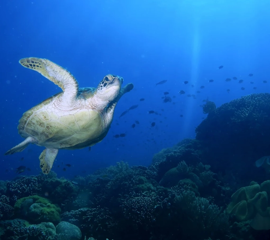 NEGROS FİLİPİNLER DALIŞ TURU