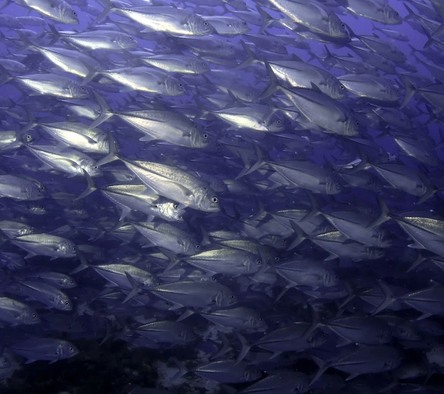 NEGROS FİLİPİNLER DALIŞ TURU 2