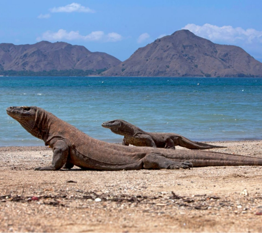 SCUBA-BAY Komodo Dalış Turu | Eylül 2026 - Fotoğraf 1