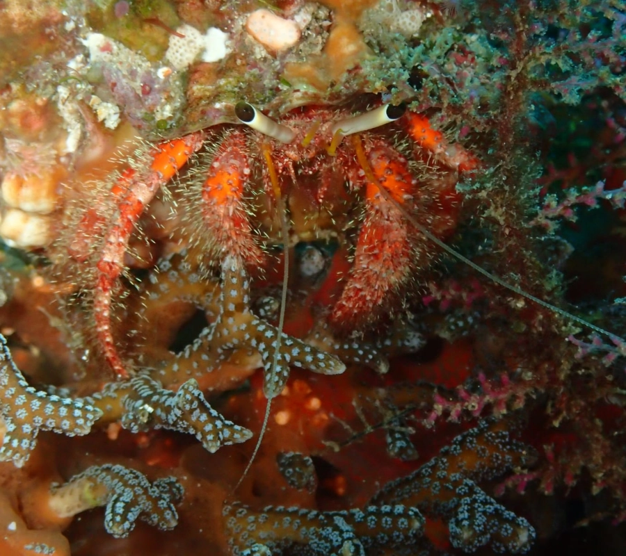 SCUBA-BAY Komodo Dalış Turu | Eylül 2026 - Fotoğraf 14