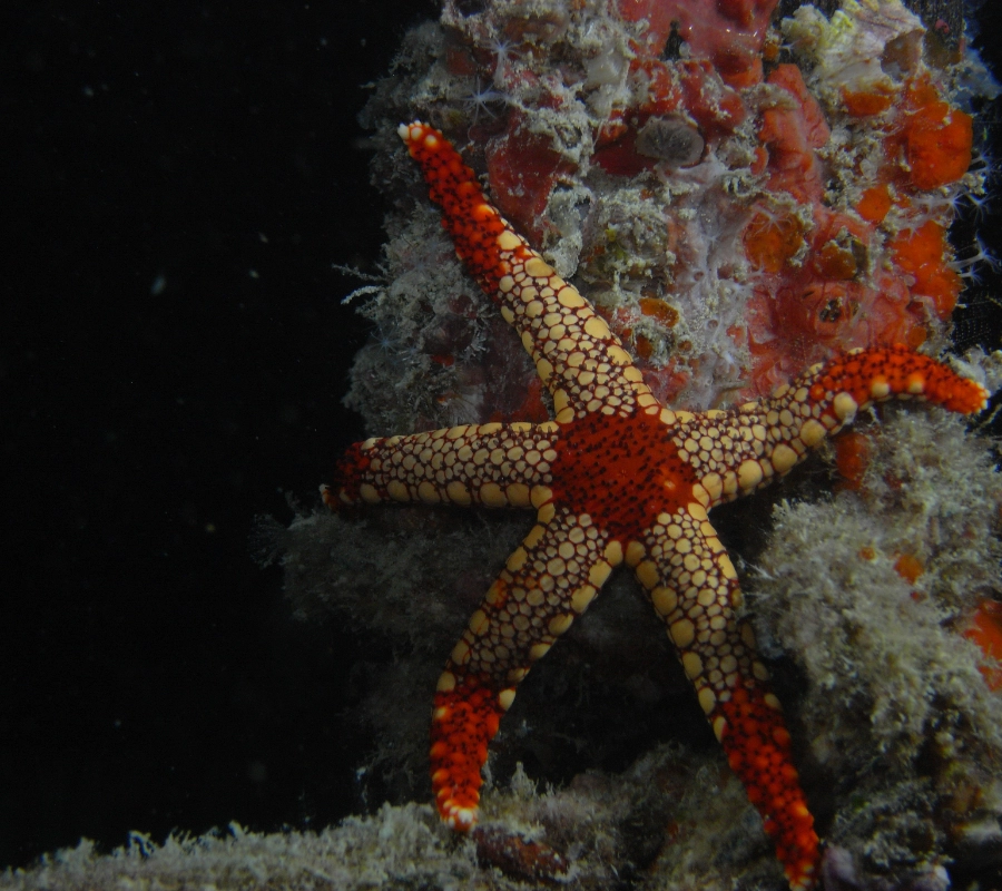 Maldivler Dalış Turu 2027