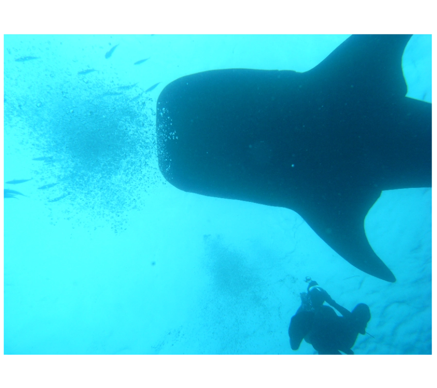 Maldivler Dalış Turu 2027