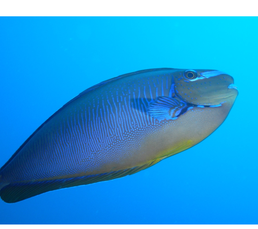 Maldivler Dalış Turu 2027