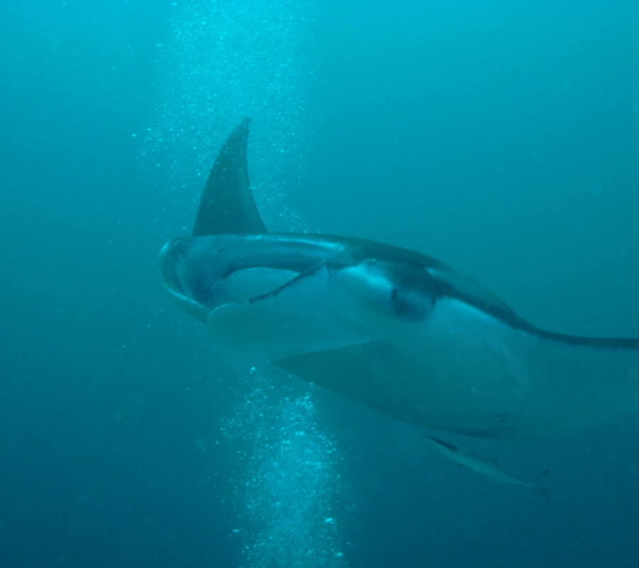 Maldivler Dalış Turu 2027