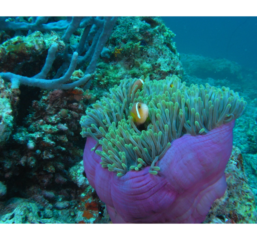 Maldivler Dalış Turu 2027