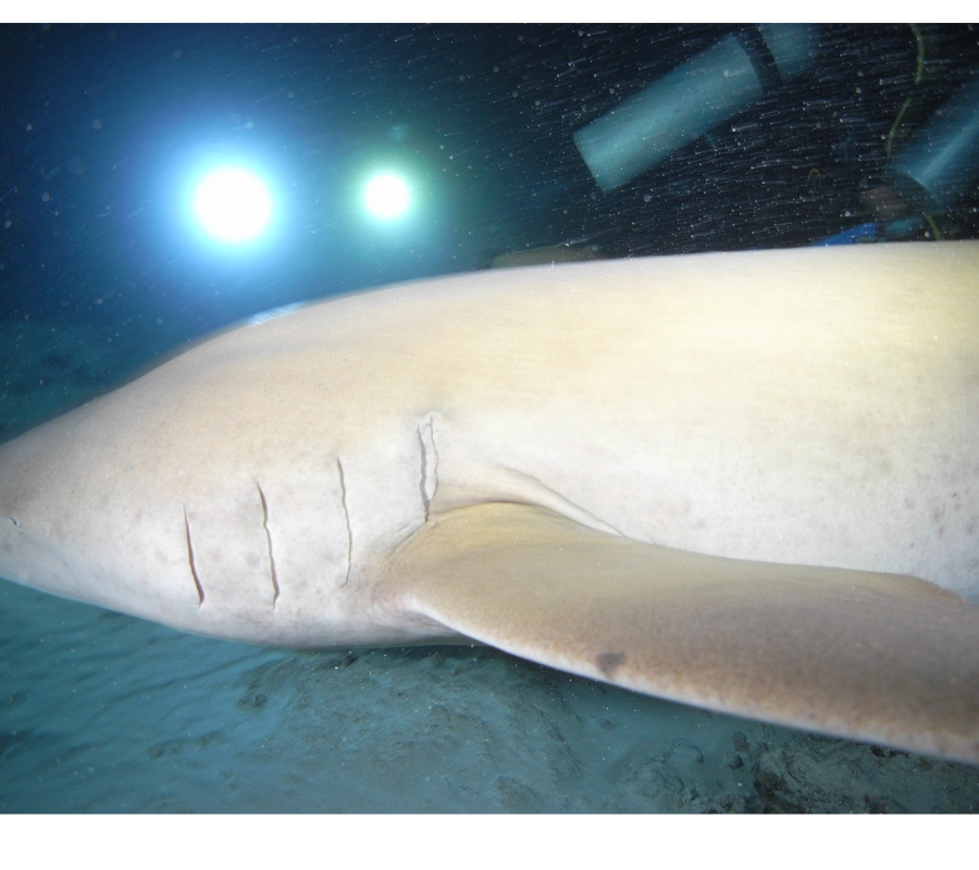 Maldivler Dalış Turu 2027