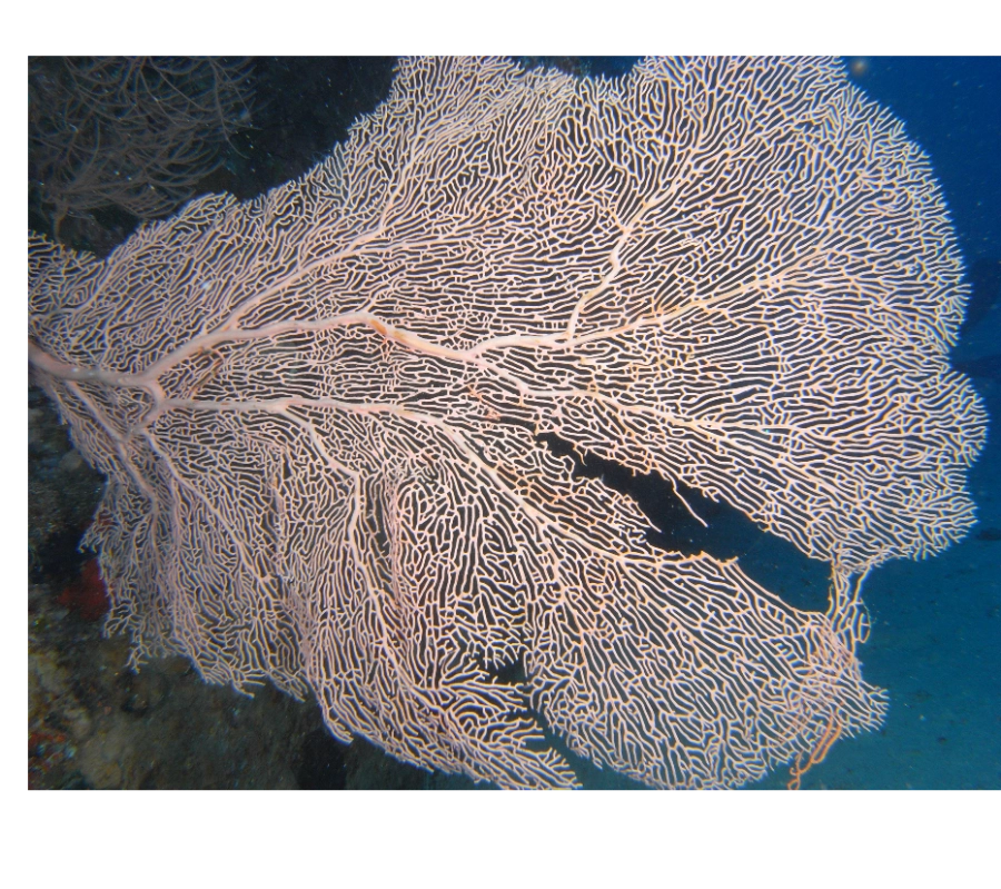 Maldivler Dalış Turu 2027