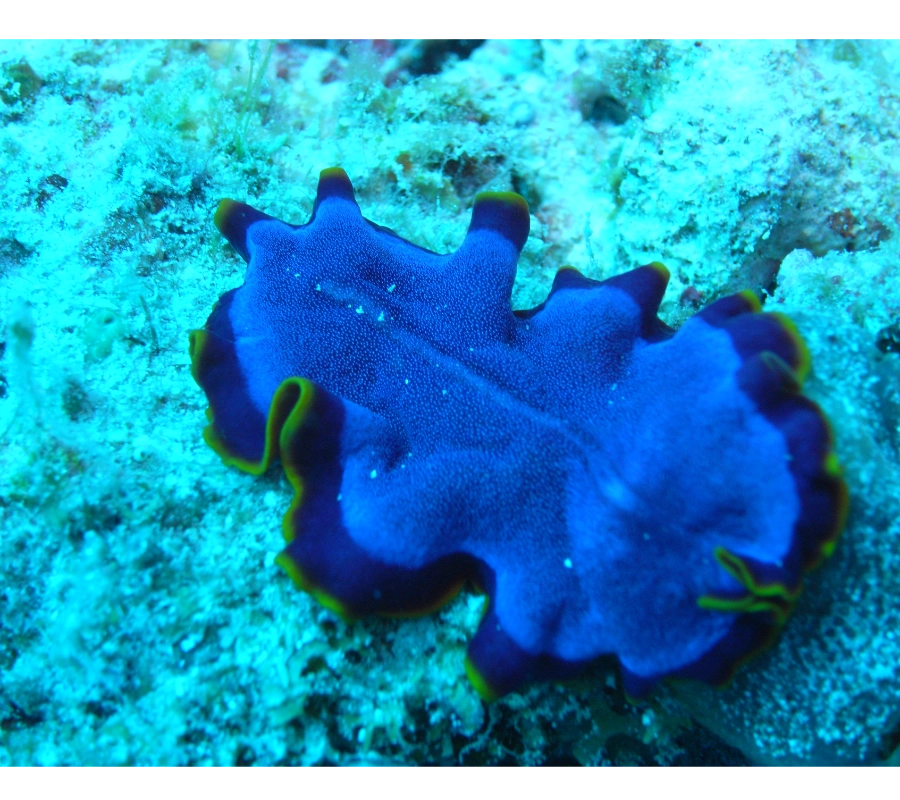 Maldivler Dalış Turu 2027