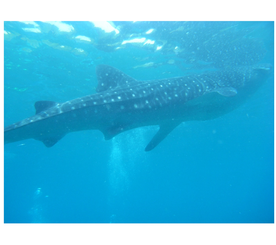 Maldivler Dalış Turu 2027