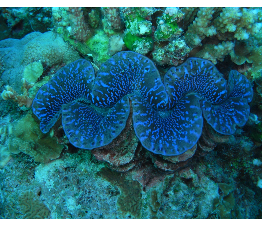 Maldivler Dalış Turu 2027