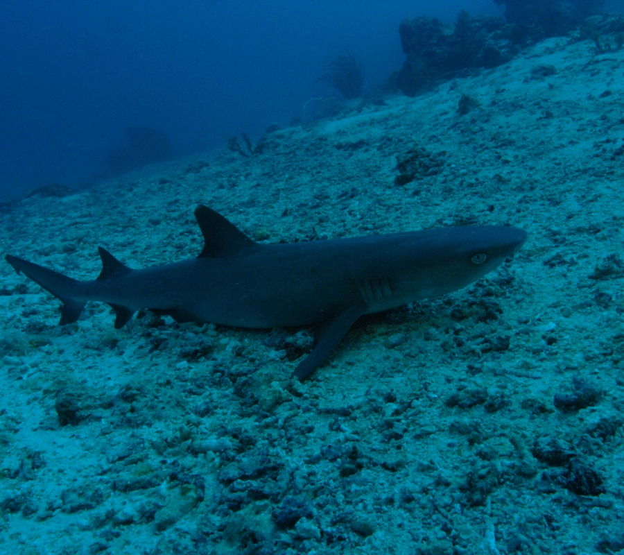 Maldivler Dalış Turu 2027