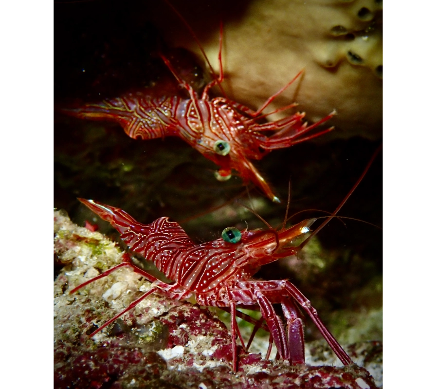 Pemba Adası Dalış Turu
