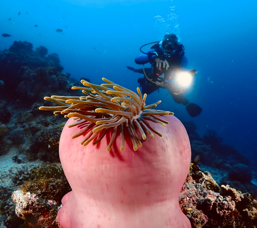 Pemba Adası Dalış Turu