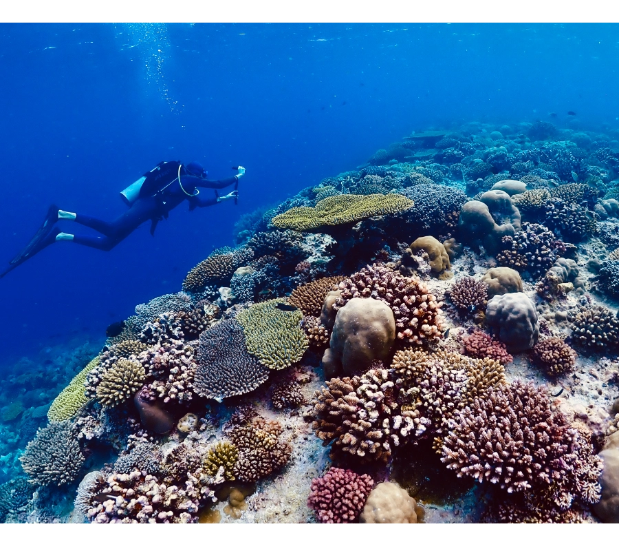 Pemba Adası Dalış Turu