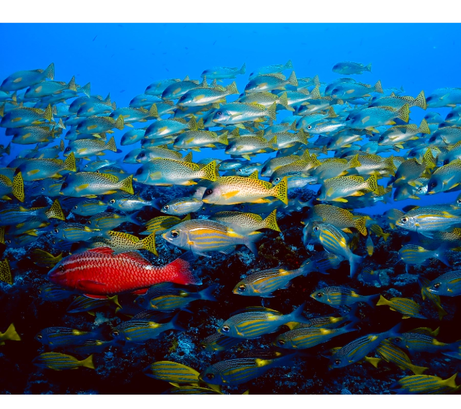 Pemba Adası Dalış Turu