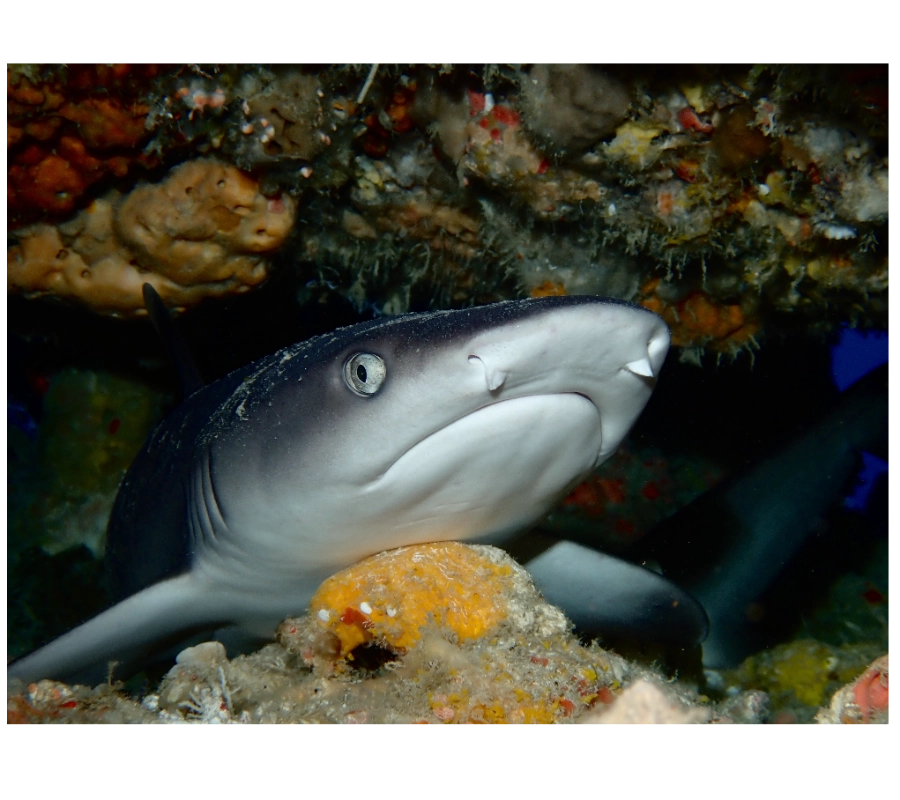 Pemba Adası Dalış Turu
