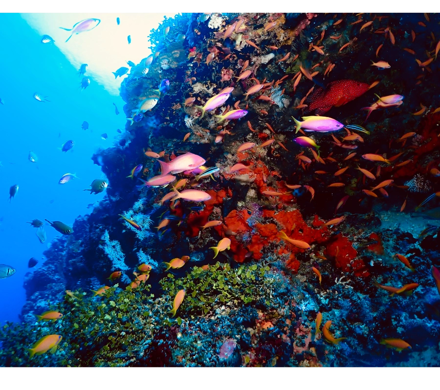 Pemba Adası Dalış Turu