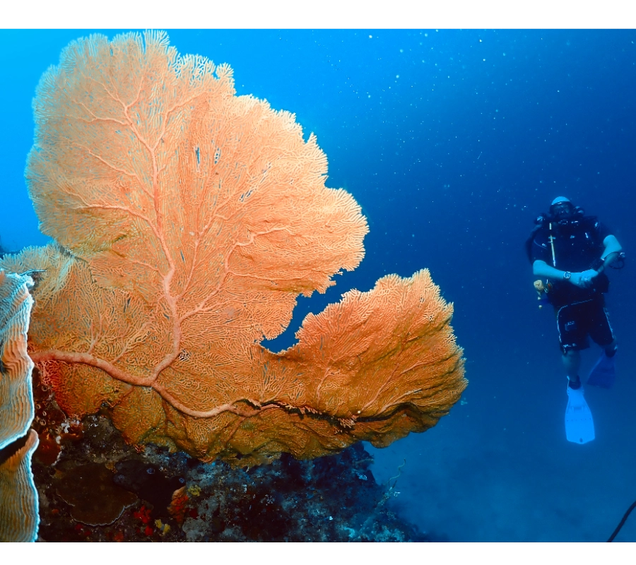 Pemba Adası Dalış Turu