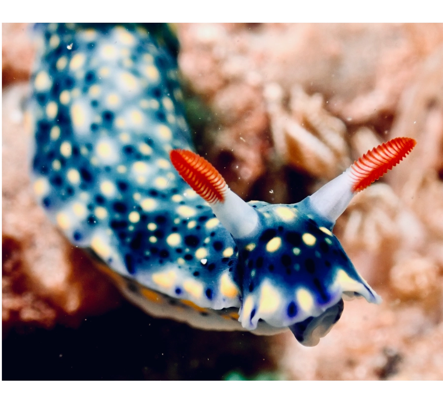 Pemba Adası Dalış Turu