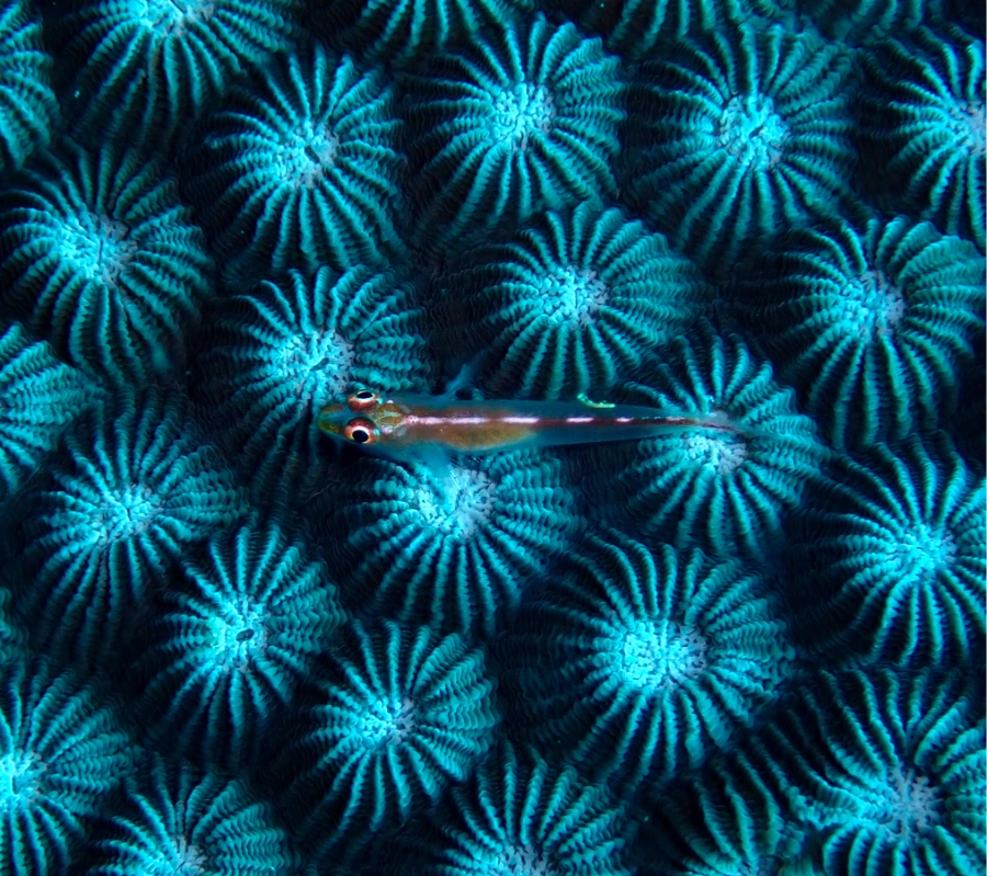 Pemba Adası Dalış Turu