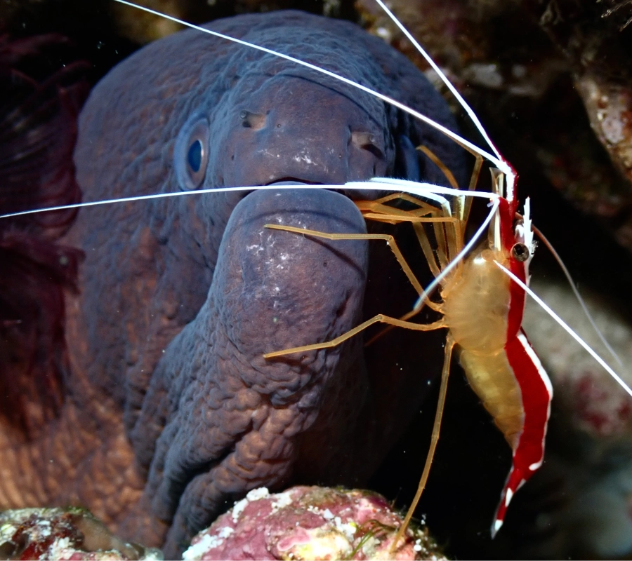 Pemba Adası Dalış Turu