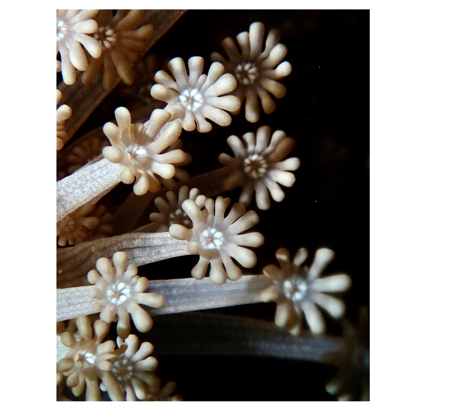 Pemba Adası Dalış Turu