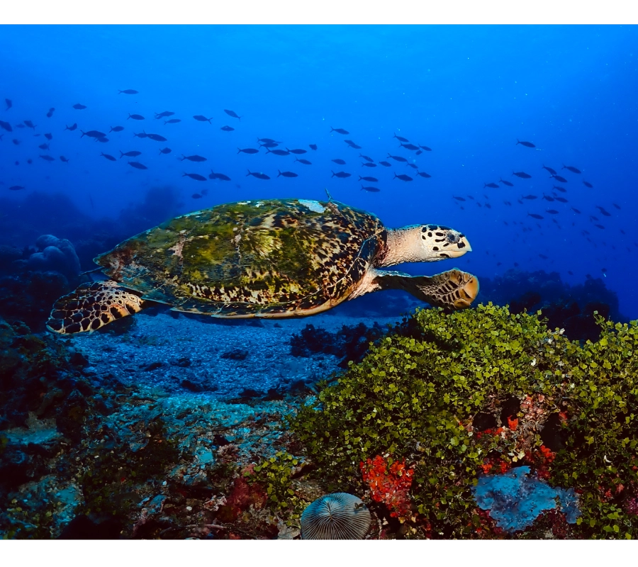 Pemba Adası Dalış Turu