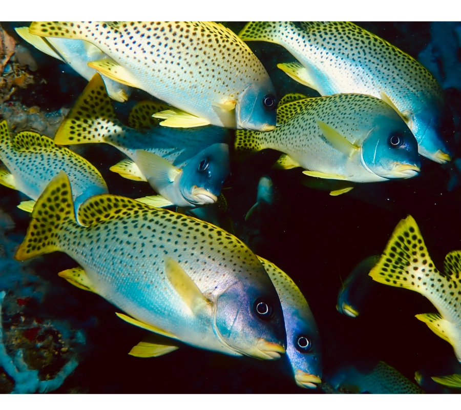 Pemba Adası Dalış Turu