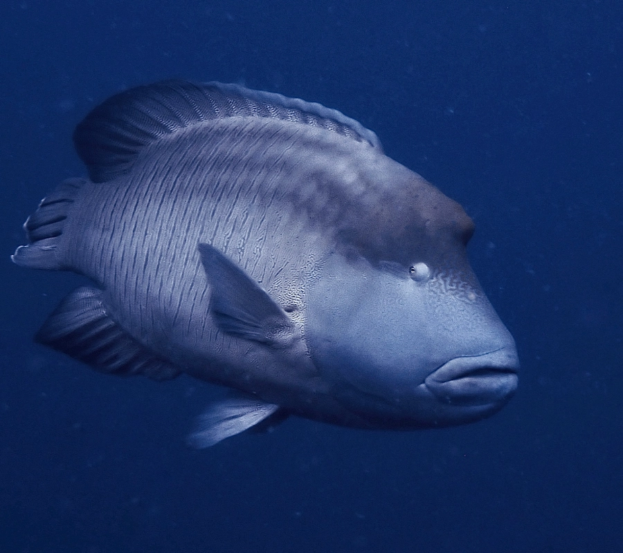 Pemba Adası Dalış Turu
