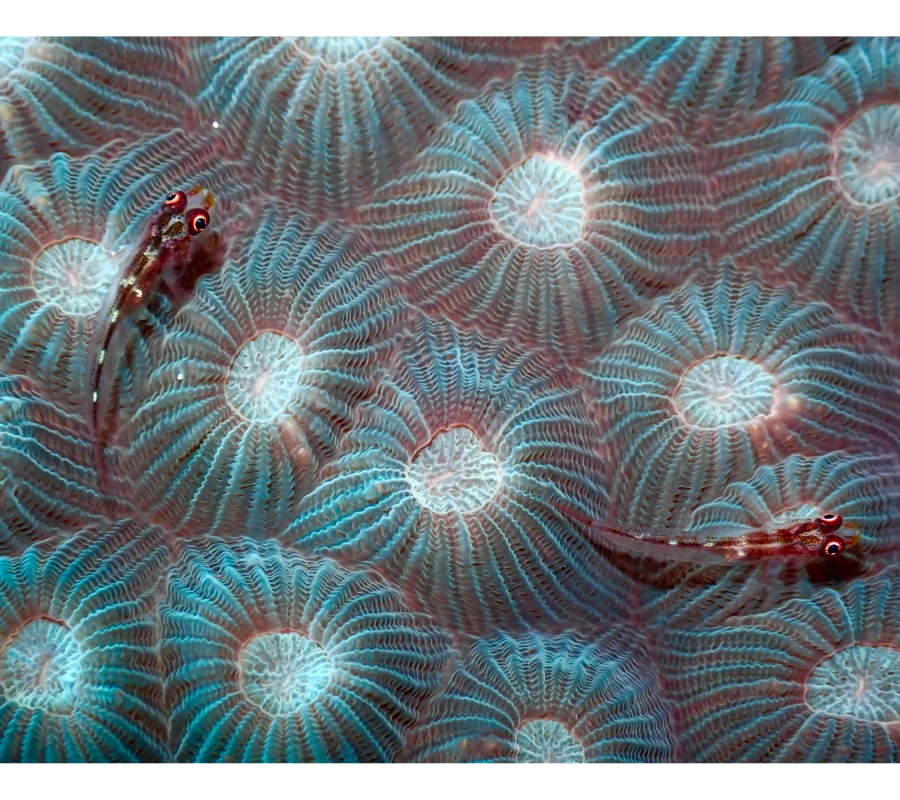 Pemba Adası Dalış Turu