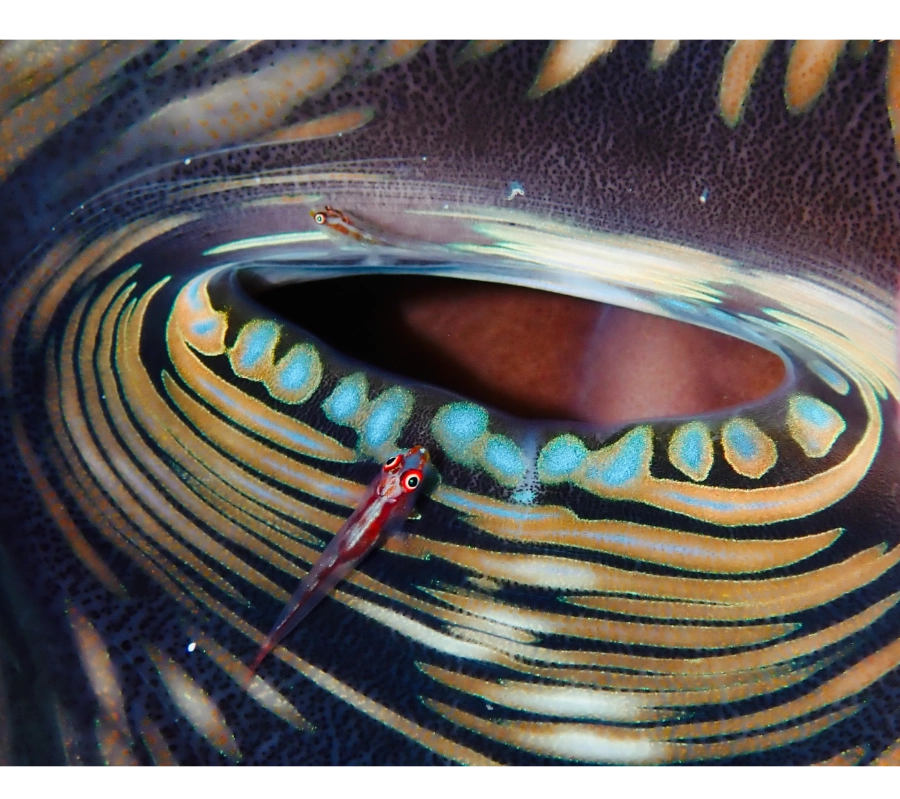 Pemba Adası Dalış Turu