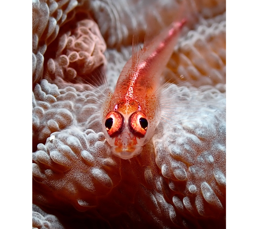 Pemba Adası Dalış Turu