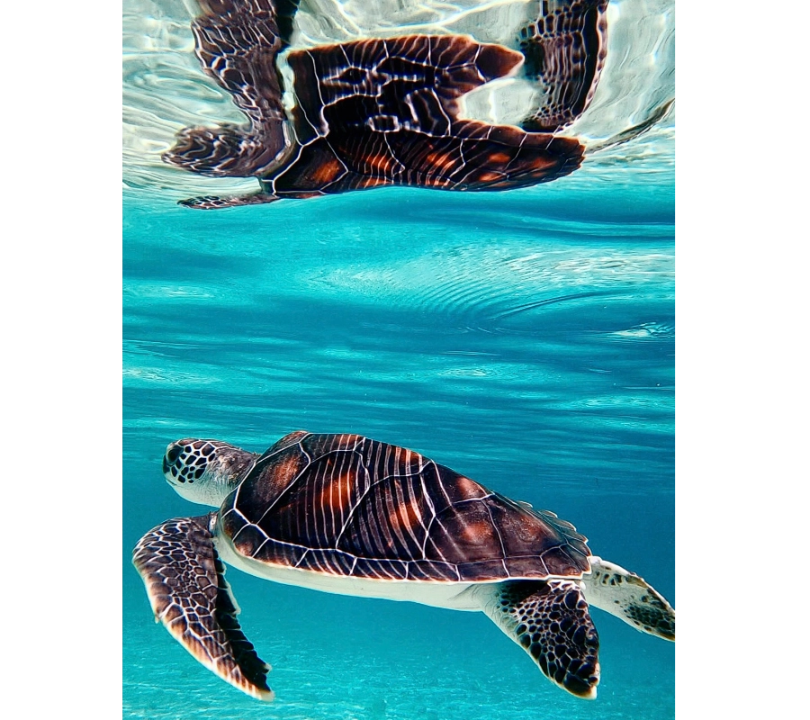 Pemba Adası Dalış Turu