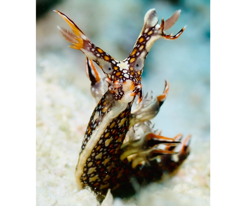 Pemba Adası Dalış Turu