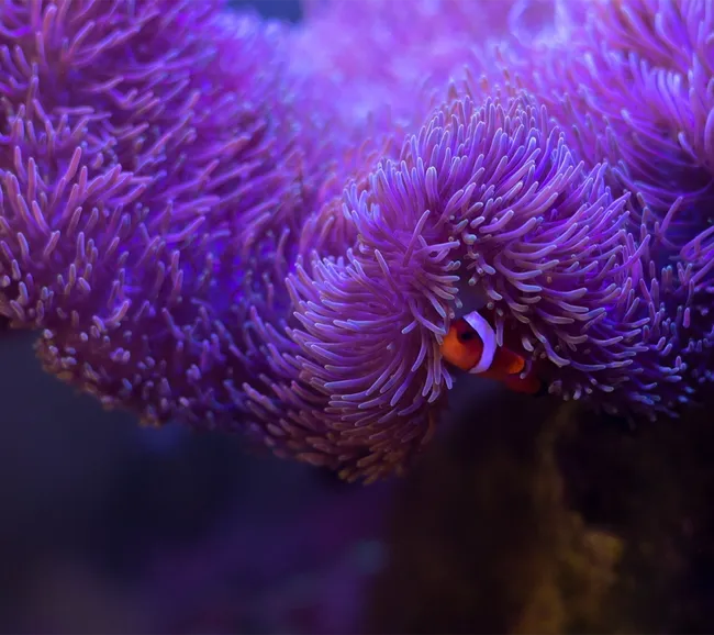 Elphinstone - Rocky & Zabargd - St john's Dalış Turu