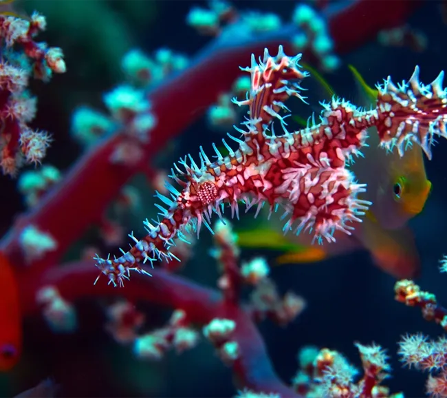 Abu Nuhas - Ras Muhammed - Tiran Dalış Turu 1