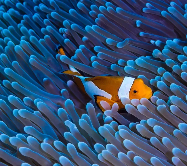 Kuzey Kızıldeniz Dalış Turu 3