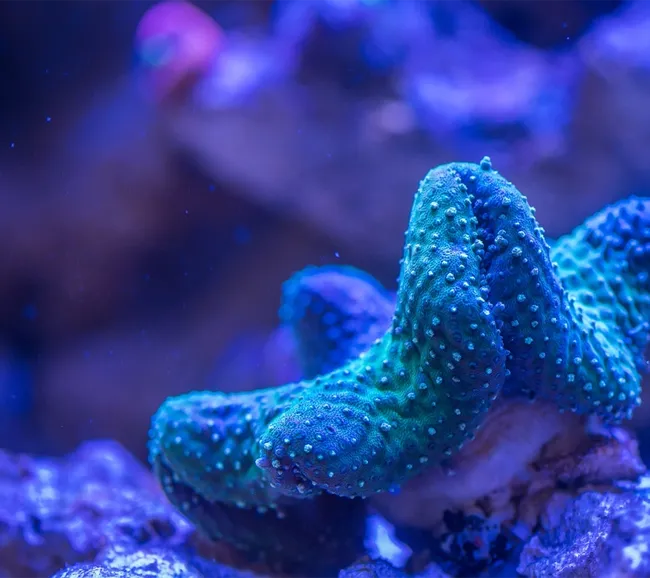 Sharm El Sheikh BAYRAM Dalış Turu