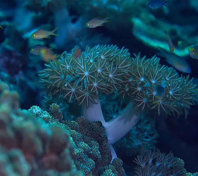 Sataya - St john's Dalış Turu 1