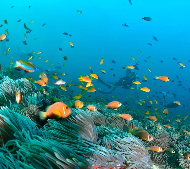 Sataya - St john's Dalış Turun 2