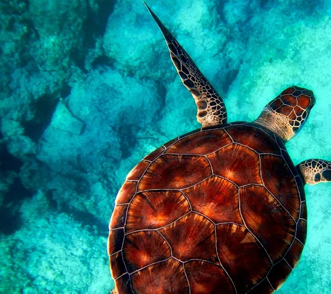 Abu Nuhas  - Ras Muhammed - Tiran Dalış Turu 2