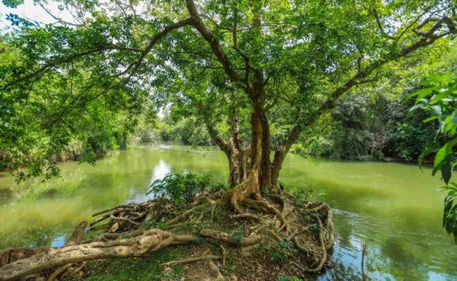 Sri Lanka Kültür Turu